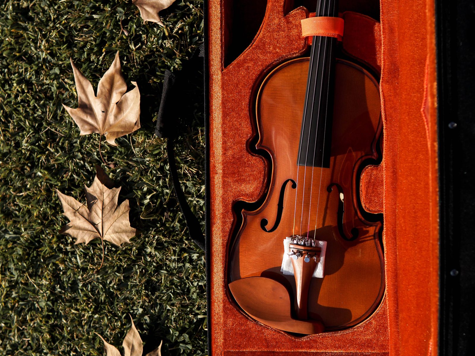 A violin resting in its open case on grass, surrounded by dried autumn leaves.