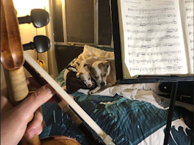 A hand holding a violin bow at home, with two dogs curled up on the bed and sheet music on a stand nearby.